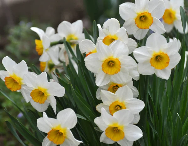 Primavera Los Narcisos Florecen Macizo Flores — Foto de Stock