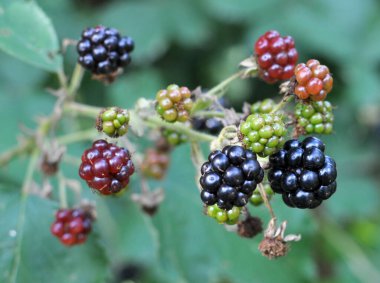 Çalı dalında böğürtlenleri olgunlaştır (Rubus fruticosus)