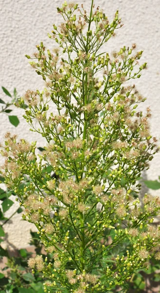 Erigeron Canadensis Pousse État Sauvage Été — Photo