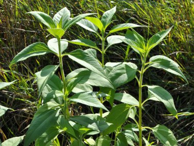 Kudüs enginarı (Helianthus tüberosus) bahçede açık alanda yetişir.
