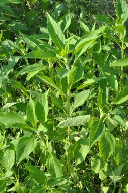 Kudüs enginarı (Helianthus tüberosus) bahçede açık alanda yetişir.