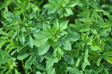 Bahar tarlasında genç yoncalar büyür.