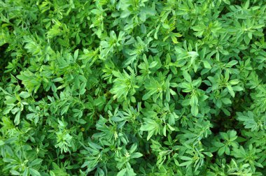 Bahar tarlasında genç yoncalar büyür.