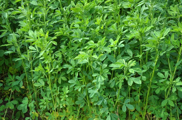 Våren Gården Fält Unga Alfalfa Växer — Stockfoto