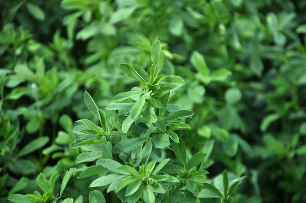 Bahar tarlasında genç yoncalar büyür.