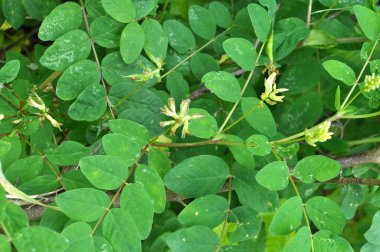 Astragalus (Astragalus glisiphyllos) vahşi doğada yetişir.