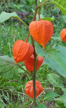In summer, physalis from the nightshade family grows in the garden