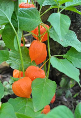 In summer, physalis from the nightshade family grows in the garden
