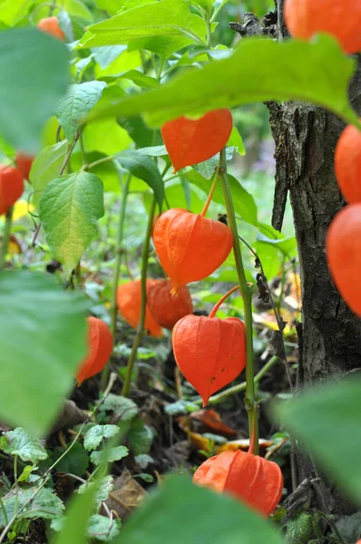 Summer Physalis Nightshade Family Grows Garden — Foto de Stock