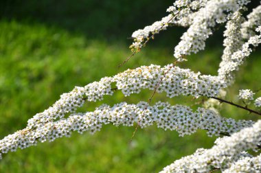 Bahçede süslü çalılar açar..