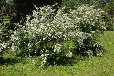 Bahçede süslü çalılar açar..
