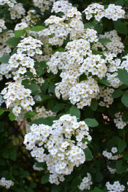 Bahçede süslü çalılar açar..