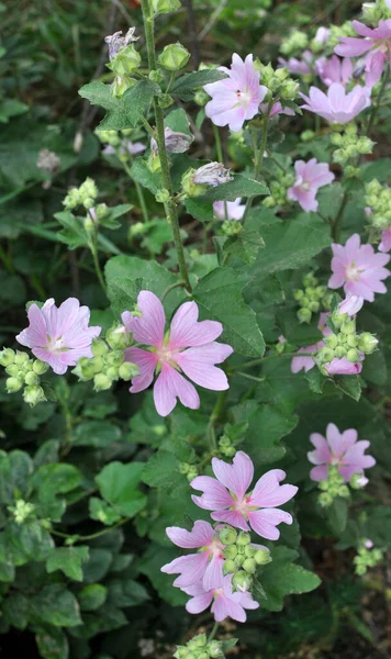 Malva Thuringiaca Blooms Wild Summer — Zdjęcie stockowe