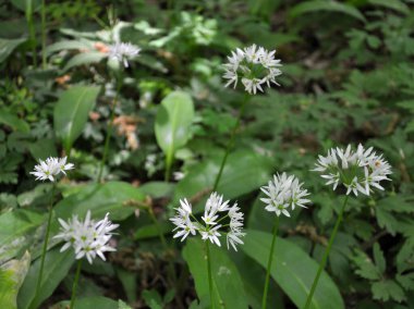 Allium ursinum grows in the forest, in the wild