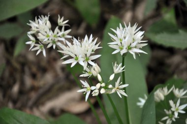Allium ursinum grows in the forest, in the wild