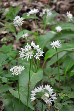 Allium ursinum grows in the forest, in the wild