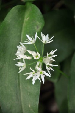 Allium ursinum grows in the forest, in the wild