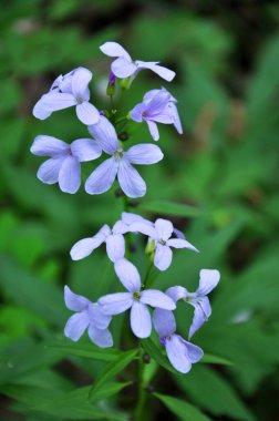 In the spring, cardamine bulbifera grows in the forest and in the wil