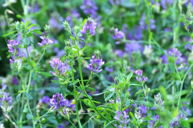 Alan, değerli bir hayvan yemi olan yonca çiçekleri açıyor.
