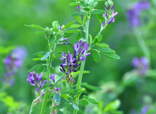 Alan, değerli bir hayvan yemi olan yonca çiçekleri açıyor.
