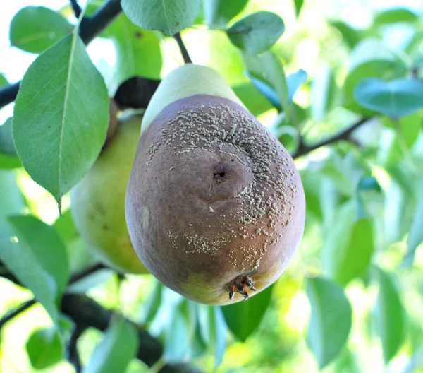 Pear Fruits Infected Fungus Monilinia Fructigena — Fotografia de Stock