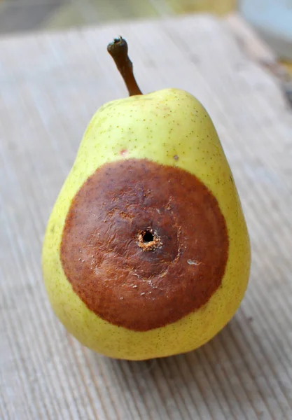 Pear fruits are infected with the fungus Monilinia fructigena