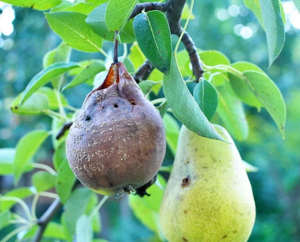 Pear fruits are infected with the fungus Monilinia fructigena