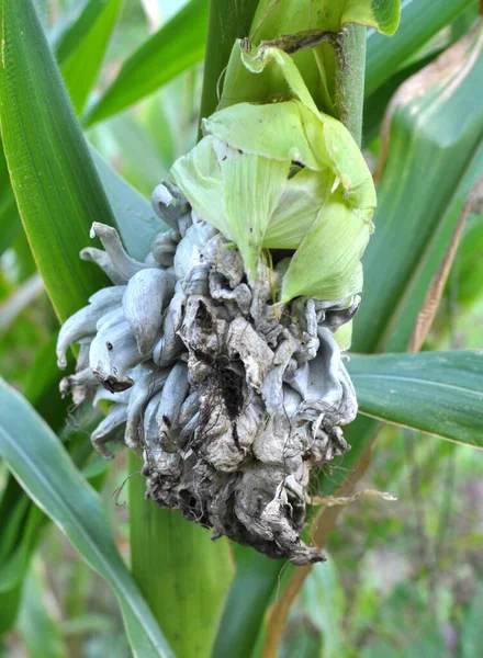 Sick corn plant affected by fungus Ustilago zeae Unger