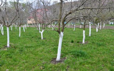 Whitewash of fruit trees in the orchard for protection against pests and sunburn.