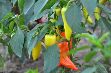 Açık arazide tatlı biber yetişir.