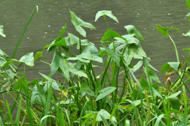 Vahşi su bitkisi Sagittaria sagittifolia yavaş akan suda yetişir.