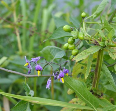 Solanum bitter (Solanum dulcamara) grows in the wild
