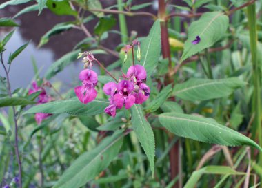Impatiens glandulifera grows in the wild on the shore of a reservoir
