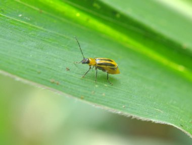 Bitkinin üzerinde zararlı bir böcek bulunur - Batı mısır böceği (Diabrotica virgifera virgifera virgifera)