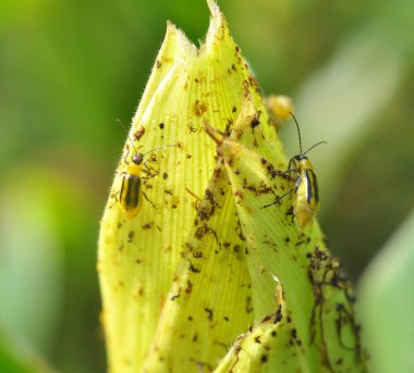 Bitkinin üzerinde zararlı bir böcek bulunur - Batı mısır böceği (Diabrotica virgifera virgifera virgifera)