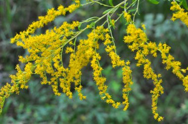Solidago canadensis yazın sonlarında vahşi bir şekilde çiçek açar.