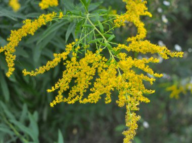 Solidago canadensis yazın sonlarında vahşi bir şekilde çiçek açar.