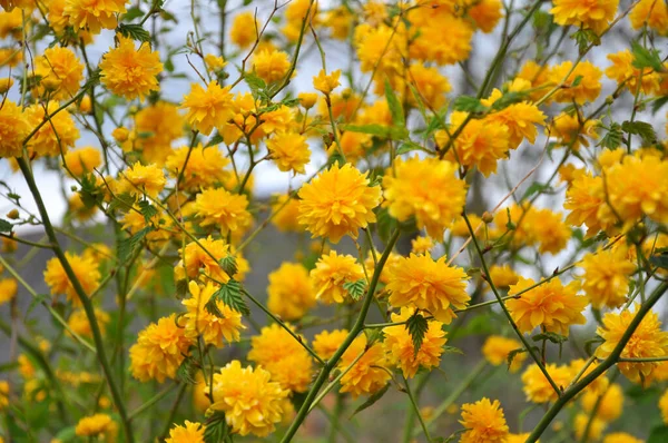 Kerria Japonica Bush Blooms Garden Spring — Stock Photo, Image