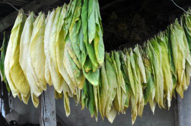 For drying, tobacco leaves are strung on a cord