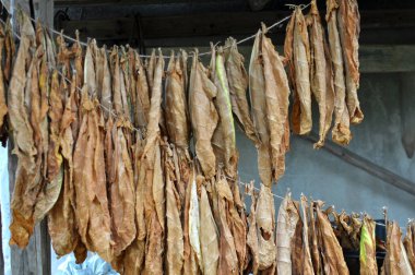 For drying, tobacco leaves are strung on a cord
