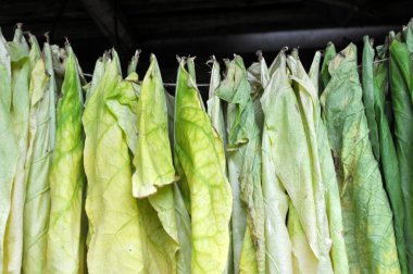 For drying, tobacco leaves are strung on a cord