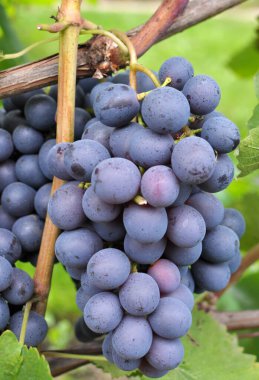 Bir salkın üzüm çalının dalıüzerinde olgunlaşır.