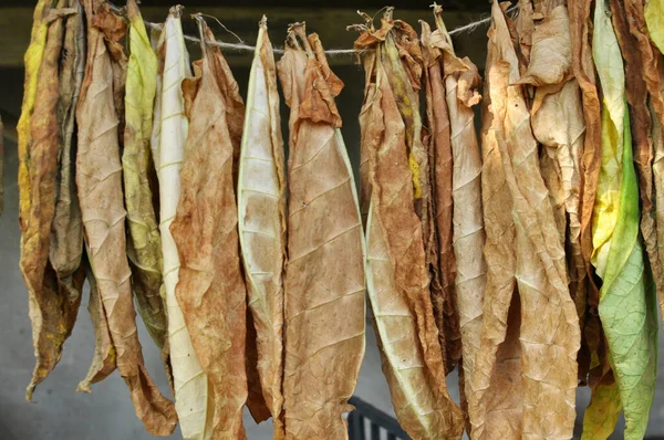 Drying Tobacco Leaves Strung Cord — ストック写真