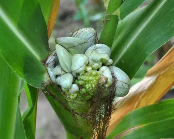 Sick corn plant affected by fungus Ustilago zeae Unger