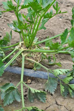 Kereviz bahçedeki açık organik toprakta yetişir.