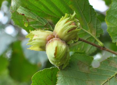 Fındıklar fındık dalında olgunlaşır.