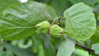 Fındıklar fındık dalında olgunlaşır.