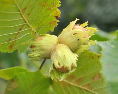 Fındıklar fındık dalında olgunlaşır.