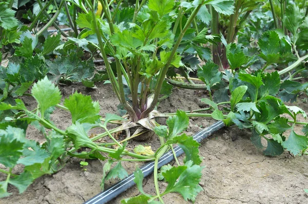 Celery Grows Open Organic Soil Garden — Stock Photo, Image