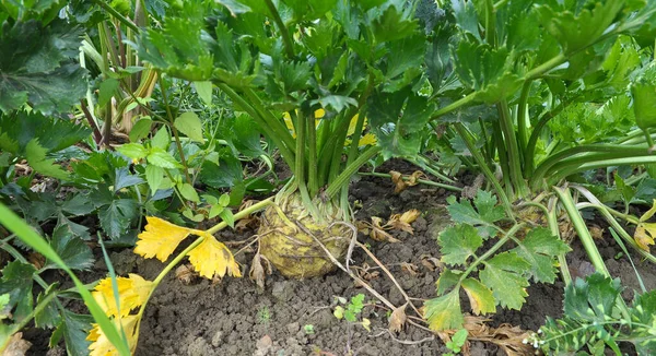 Celery Grows Open Organic Soil Garden — Stock Photo, Image